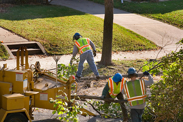 Tree Health Inspection in Hebron, MD